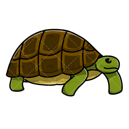 Tortoise watermark
